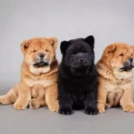 Drei Chow-Chow Welpen sitzen vor einem grauen Hintergrund.