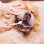 Einem Chow-Chow werden die Zähne geputzt.