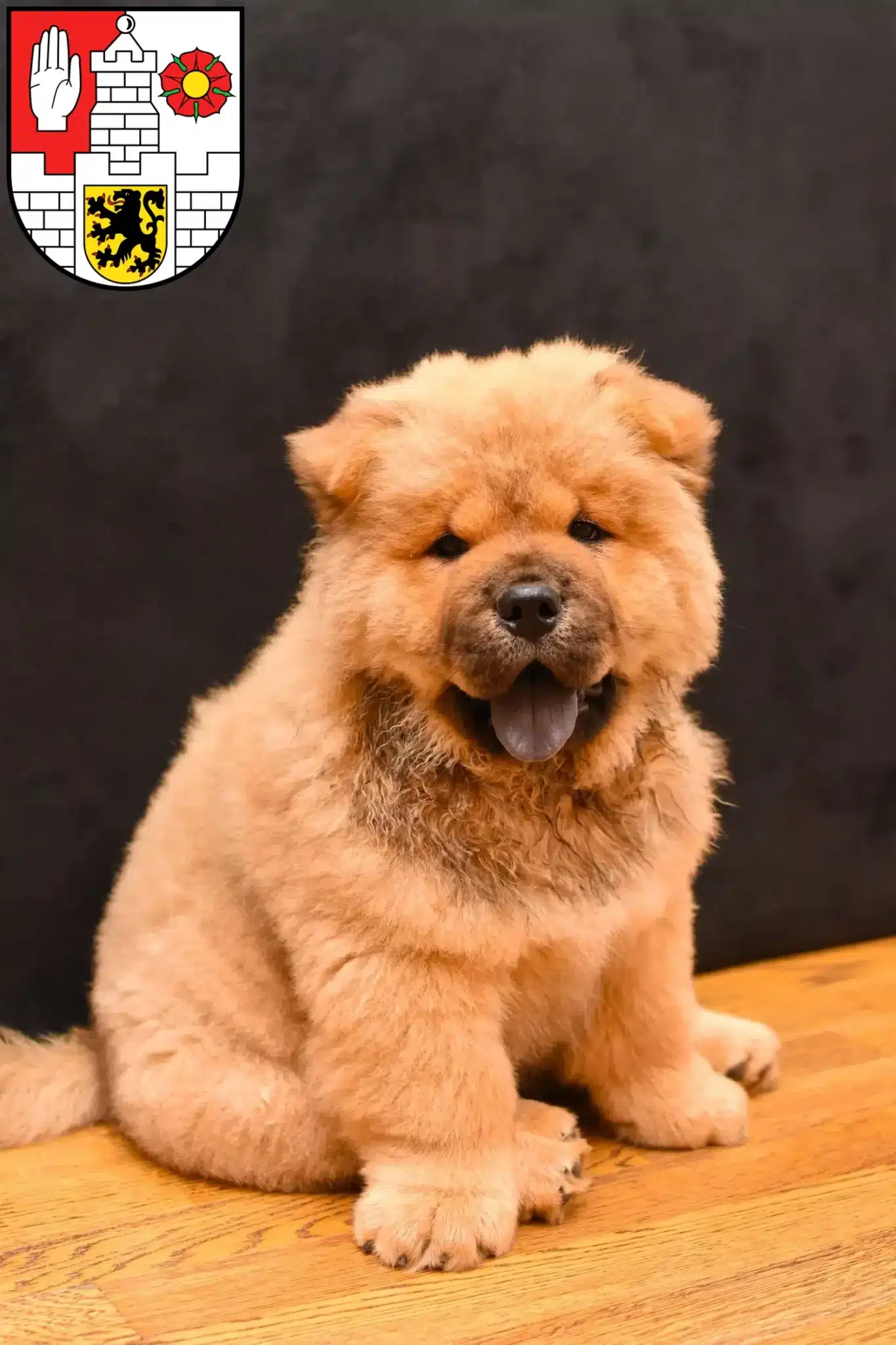 Mehr über den Artikel erfahren Chow-Chow Züchter und Welpen in Altenburg