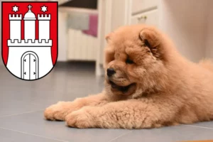 Mehr über den Artikel erfahren Chow-Chow Züchter und Welpen in Altona