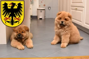 Mehr über den Artikel erfahren Chow-Chow Züchter und Welpen in Arnstadt