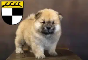 Mehr über den Artikel erfahren Chow-Chow Züchter und Welpen in Balingen