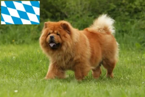 Mehr über den Artikel erfahren Chow-Chow Züchter und Welpen in Bayern