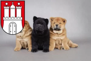 Mehr über den Artikel erfahren Chow-Chow Züchter und Welpen in Bergedorf