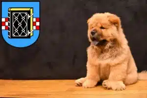 Mehr über den Artikel erfahren Chow-Chow Züchter und Welpen in Bochum