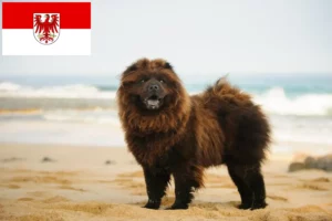 Mehr über den Artikel erfahren Chow-Chow Züchter und Welpen in Brandenburg