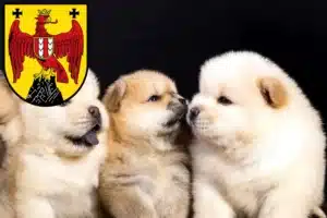 Mehr über den Artikel erfahren Chow-Chow Züchter und Welpen im Burgenland