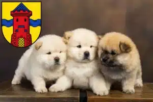 Mehr über den Artikel erfahren Chow-Chow Züchter und Welpen in Delmenhorst