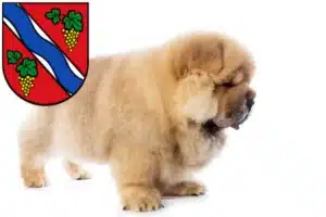 Mehr über den Artikel erfahren Chow-Chow Züchter und Welpen in Dietzenbach