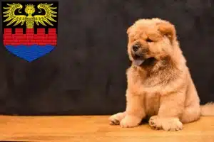 Mehr über den Artikel erfahren Chow-Chow Züchter und Welpen in Emden