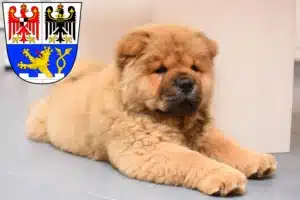 Mehr über den Artikel erfahren Chow-Chow Züchter und Welpen in Erlangen