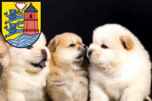 Mehr über den Artikel erfahren Chow-Chow Züchter und Welpen in Flensburg