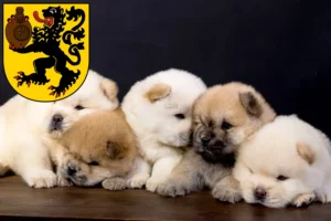 Mehr über den Artikel erfahren Chow-Chow Züchter und Welpen in Frechen