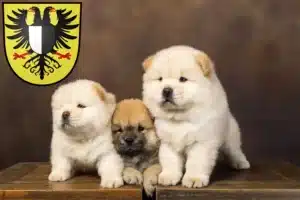 Mehr über den Artikel erfahren Chow-Chow Züchter und Welpen in Friedberg (Hessen)