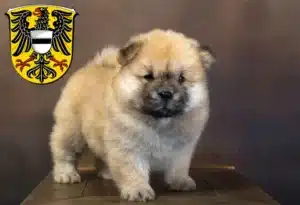 Mehr über den Artikel erfahren Chow-Chow Züchter und Welpen in Gelnhausen