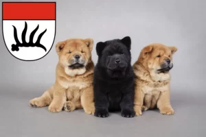 Mehr über den Artikel erfahren Chow-Chow Züchter und Welpen in Göppingen