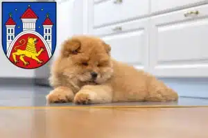 Mehr über den Artikel erfahren Chow-Chow Züchter und Welpen in Göttingen