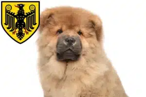 Mehr über den Artikel erfahren Chow-Chow Züchter und Welpen in Goslar