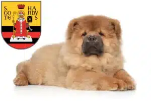 Mehr über den Artikel erfahren Chow-Chow Züchter und Welpen in Gotha