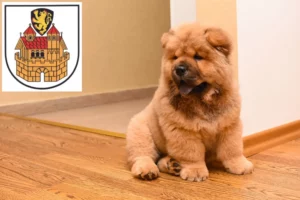 Mehr über den Artikel erfahren Chow-Chow Züchter und Welpen in Greiz