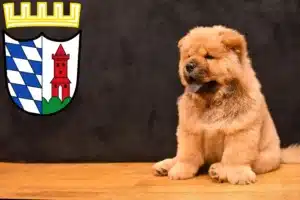 Mehr über den Artikel erfahren Chow-Chow Züchter und Welpen in Günzburg