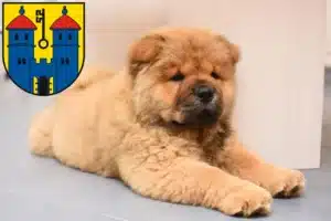 Mehr über den Artikel erfahren Chow-Chow Züchter und Welpen in Haldensleben