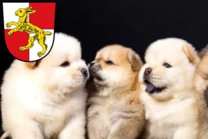 Mehr über den Artikel erfahren Chow-Chow Züchter und Welpen in Haßfurt