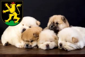 Mehr über den Artikel erfahren Chow-Chow Züchter und Welpen in Heidelberg