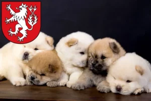 Mehr über den Artikel erfahren Chow-Chow Züchter und Welpen in Heinsberg