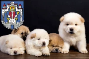 Mehr über den Artikel erfahren Chow-Chow Züchter und Welpen in Helmstedt