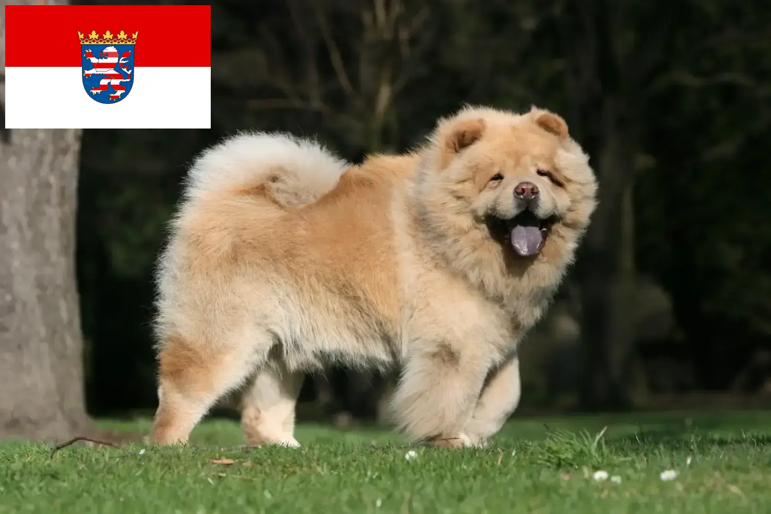 Mehr über den Artikel erfahren Chow-Chow Züchter und Welpen in Hessen