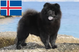 Mehr über den Artikel erfahren Chow-Chow Züchter und Welpen auf Island