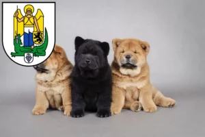 Mehr über den Artikel erfahren Chow-Chow Züchter und Welpen in Jena