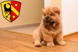 Mehr über den Artikel erfahren Chow-Chow Züchter und Welpen in Kaufbeuren