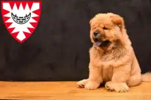 Mehr über den Artikel erfahren Chow-Chow Züchter und Welpen in Kiel