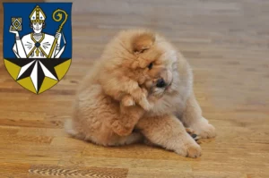 Mehr über den Artikel erfahren Chow-Chow Züchter und Welpen in Korbach