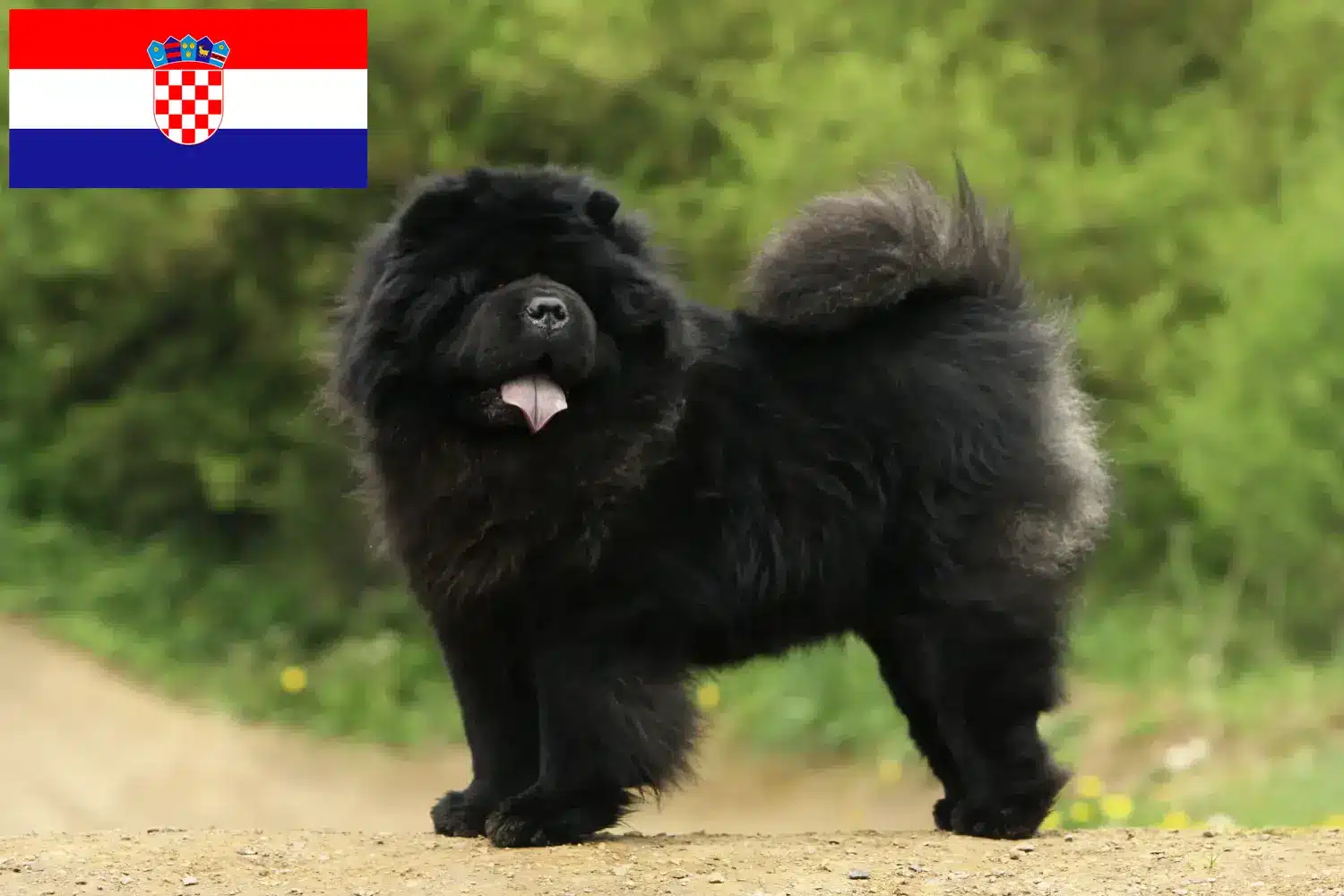 Mehr über den Artikel erfahren Chow-Chow Züchter und Welpen in Kroatien