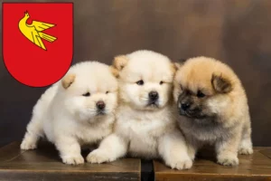 Mehr über den Artikel erfahren Chow-Chow Züchter und Welpen in Lörrach