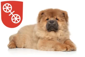 Mehr über den Artikel erfahren Chow-Chow Züchter und Welpen in Mainz