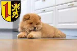 Mehr über den Artikel erfahren Chow-Chow Züchter und Welpen in Mannheim