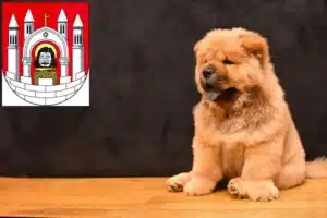 Mehr über den Artikel erfahren Chow-Chow Züchter und Welpen in Merseburg