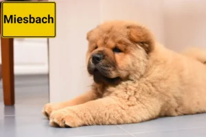 Mehr über den Artikel erfahren Chow-Chow Züchter und Welpen in Miesbach