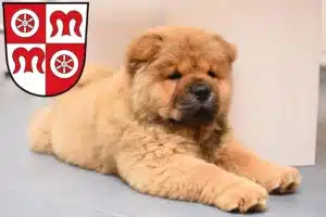 Mehr über den Artikel erfahren Chow-Chow Züchter und Welpen in Miltenberg