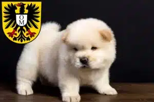 Mehr über den Artikel erfahren Chow-Chow Züchter und Welpen in Mosbach