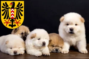 Mehr über den Artikel erfahren Chow-Chow Züchter und Welpen in Neuenburg