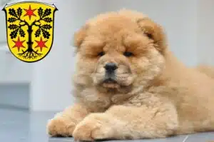 Mehr über den Artikel erfahren Chow-Chow Züchter und Welpen im Odenwald