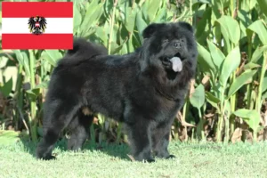 Mehr über den Artikel erfahren Chow-Chow Züchter und Welpen in Österreich