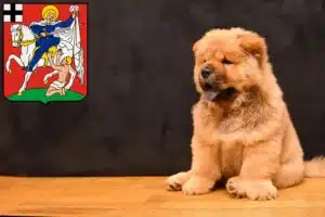 Mehr über den Artikel erfahren Chow-Chow Züchter und Welpen in Olpe