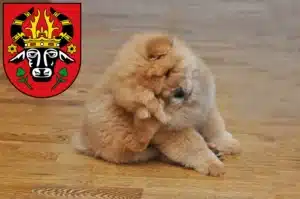 Mehr über den Artikel erfahren Chow-Chow Züchter und Welpen in Parchim