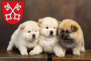 Mehr über den Artikel erfahren Chow-Chow Züchter und Welpen in Regensburg